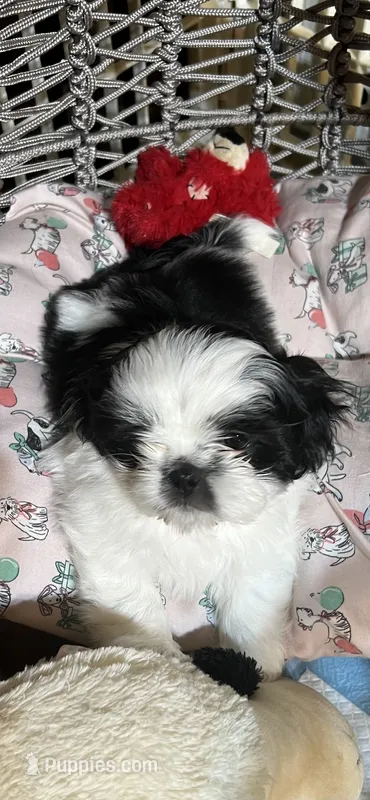 Booger  – Shih Tzu puppy for sale in Asheville, NC