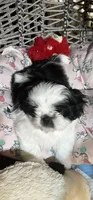 Booger , a male Shih Tzu for sale in Asheville, NC – 1 of 10