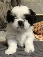 Booger , a male Shih Tzu for sale in Asheville, NC – 6 of 10