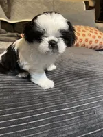 Booger , a male Shih Tzu for sale in Asheville, NC – 9 of 10