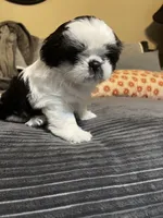 Booger , a male Shih Tzu for sale in Asheville, NC – 7 of 10