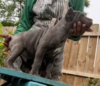 Chestnut akc, a male Cane Corso for sale in Savannah, GA – 9 of 10