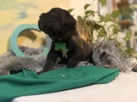 Fuchsia ( Corso), a female Cane Corso for sale in Savannah, GA – Photo 7 of 10