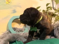 Fuchsia ( Corso), a female Cane Corso for sale in Savannah, GA – Photo 1 of 10