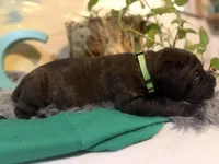 Fuchsia ( Corso), a female Cane Corso for sale in Savannah, GA – Photo 8 of 10