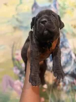 Fuchsia ( Corso), a female Cane Corso for sale in Savannah, GA – Photo 3 of 10