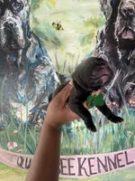 Fuchsia ( Corso), a female Cane Corso for sale in Savannah, GA – Photo 5 of 9