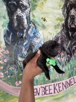 Fuchsia ( Corso), a female Cane Corso for sale in Savannah, GA – Photo 6 of 9