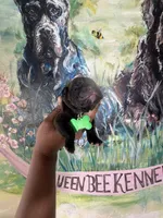 Fuchsia ( Corso), a female Cane Corso for sale in Savannah, GA – Photo 3 of 9