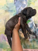 Fuchsia ( Corso), a female Cane Corso for sale in Savannah, GA – Photo 4 of 10
