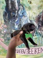 Fuchsia ( Corso), a female Cane Corso for sale in Savannah, GA – Photo 2 of 9