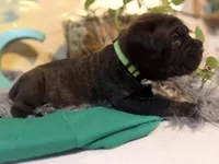 Fuchsia ( Corso), a female Cane Corso for sale in Savannah, GA – Photo 6 of 10