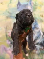 Fuchsia ( Corso), a female Cane Corso for sale in Savannah, GA – Photo 5 of 10