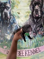 Fuchsia ( Corso), a female Cane Corso for sale in Savannah, GA – Photo 8 of 9