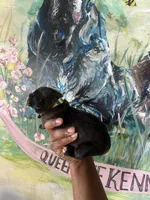 Fuchsia ( Corso), a female Cane Corso for sale in Savannah, GA – Photo 4 of 9
