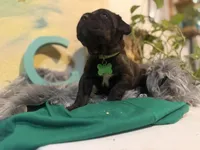 Fuchsia ( Corso), a female Cane Corso for sale in Savannah, GA – Photo 10 of 10