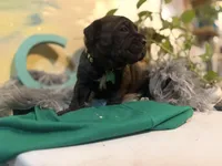 Fuchsia ( Corso), a female Cane Corso for sale in Savannah, GA – Photo 9 of 10