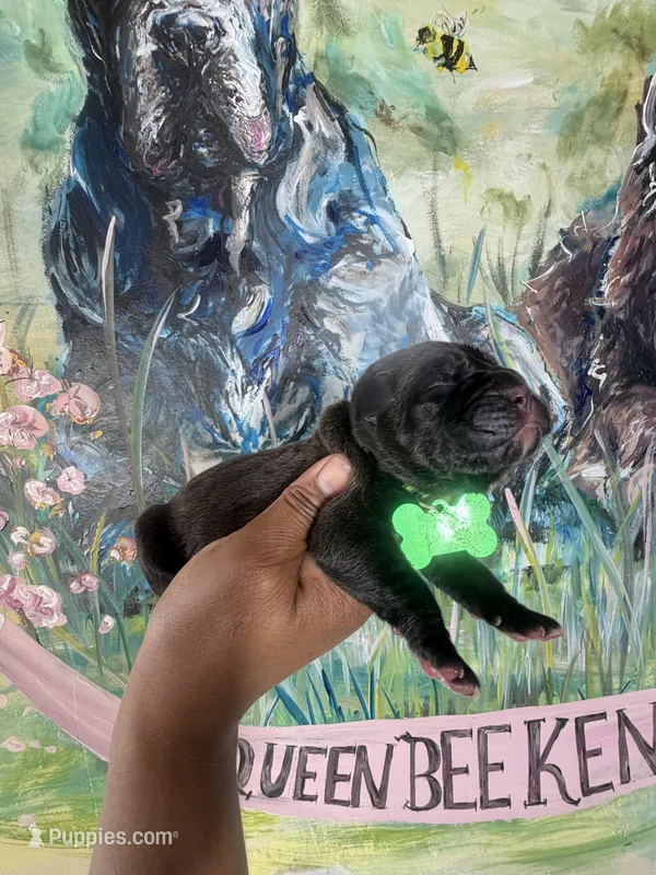 Fuchsia ( Corso) – Cane Corso puppy for sale in Savannah, GA