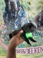Fuchsia ( Corso), a female Cane Corso for sale in Savannah, GA – Photo 1 of 9