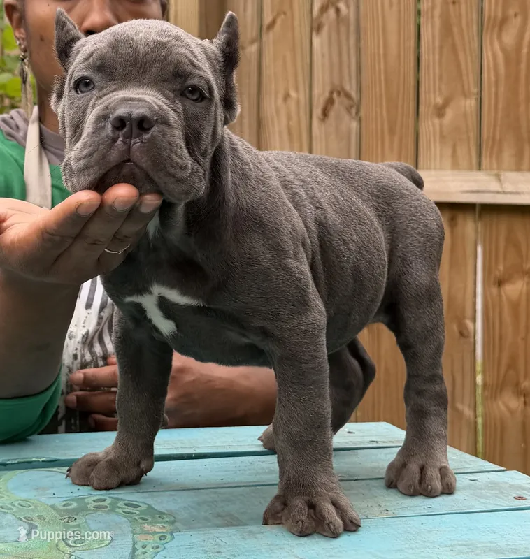 Orchid (Corso) akc – Cane Corso puppy for sale in Savannah, GA