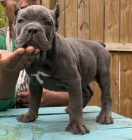 Orchid (Corso) akc, a female Cane Corso for sale in Savannah, GA – 3 of 10