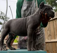 Chestnut akc, a male Cane Corso for sale in Savannah, GA – 1 of 10