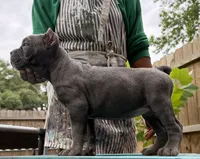 Orchid (Corso) akc, a female Cane Corso for sale in Savannah, GA – 5 of 10