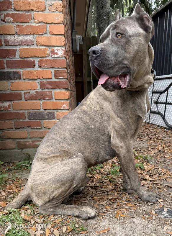 Titan akc – Cane Corso puppy on hold in Savannah, GA