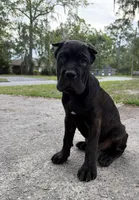 Ash (Corso) akc, a male Cane Corso for sale in Savannah, GA – 8 of 10