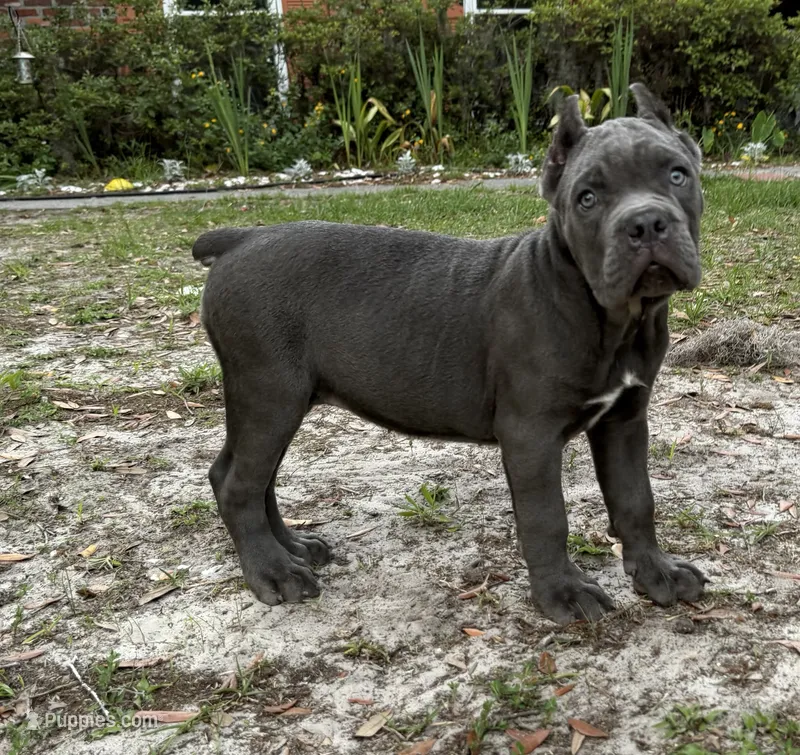 Orchid (Corso) akc – Cane Corso puppy for sale in Savannah, GA