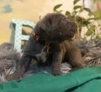 Moss, a male Cane Corso for sale in Savannah, GA – Photo 3 of 10