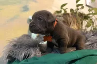 Moss, a male Cane Corso for sale in Savannah, GA – Photo 2 of 10