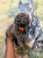 Moss, a male Cane Corso for sale in Savannah, GA – Photo 6 of 10