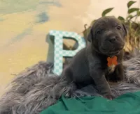 Moss, a male Cane Corso for sale in Savannah, GA – Photo 10 of 10