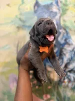 Moss, a male Cane Corso for sale in Savannah, GA – Photo 4 of 10