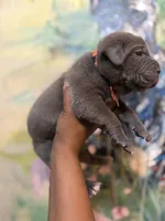 Moss, a male Cane Corso for sale in Savannah, GA – Photo 8 of 10