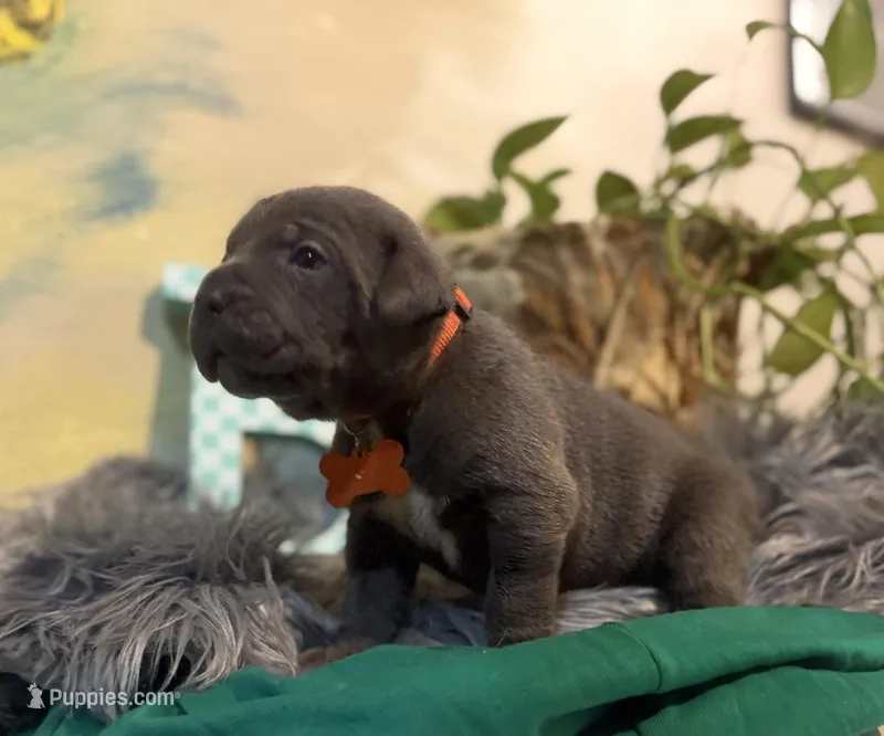 Moss – Cane Corso puppy for sale in Savannah, GA