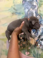 Moss, a male Cane Corso for sale in Savannah, GA – Photo 7 of 10