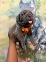 Moss, a male Cane Corso for sale in Savannah, GA – Photo 5 of 10