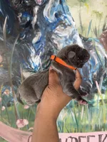 Moss (Corso), a male Cane Corso for sale in Savannah, GA – Photo 7 of 9