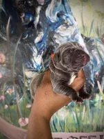 Moss (Corso), a male Cane Corso for sale in Savannah, GA – Photo 6 of 9