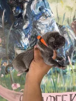 Moss (Corso), a male Cane Corso for sale in Savannah, GA – Photo 8 of 9