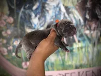 Moss (Corso), a male Cane Corso for sale in Savannah, GA – Photo 4 of 9