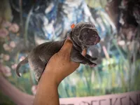 Moss (Corso), a male Cane Corso for sale in Savannah, GA – Photo 2 of 9