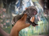 Moss (Corso), a male Cane Corso for sale in Savannah, GA – Photo 3 of 9