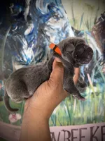 Moss (Corso), a male Cane Corso for sale in Savannah, GA – Photo 5 of 9