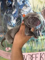 Moss (Corso), a male Cane Corso for sale in Savannah, GA – Photo 1 of 9
