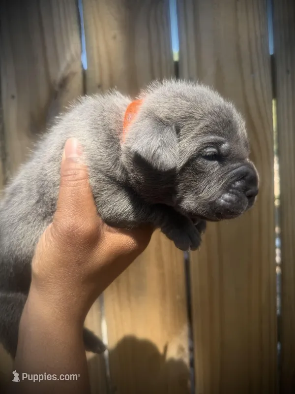Moss (Corso) – Cane Corso puppy for sale in Savannah, GA
