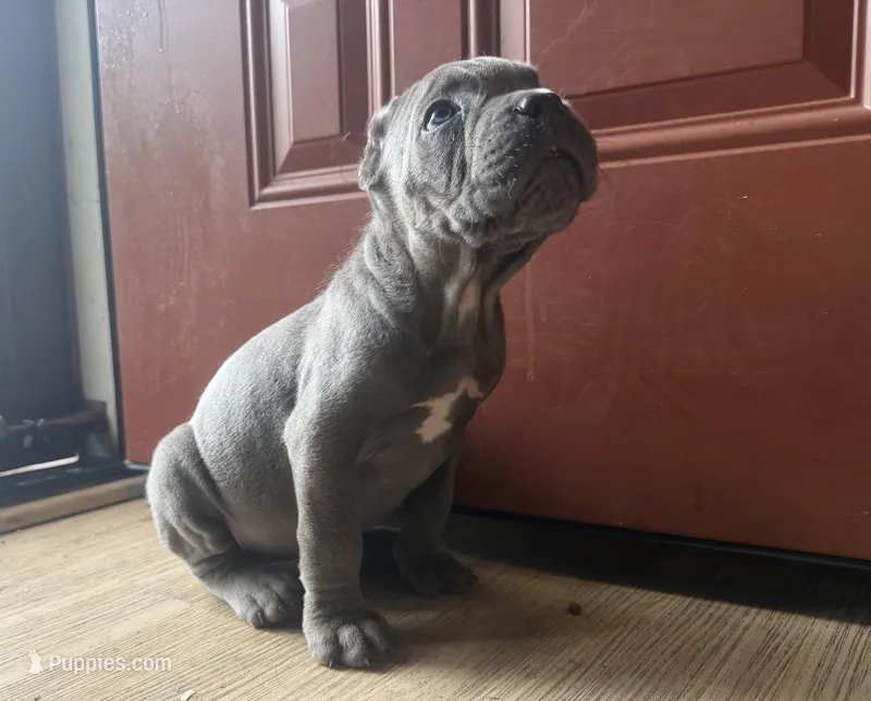 Orchid (Corso) – Cane Corso puppy for sale in Savannah, GA
