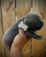 Orchid (Corso), a female Cane Corso for sale in Savannah, GA – Photo 1 of 10